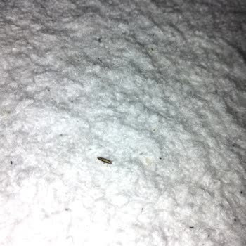 Feriköy'de Böcek Ve Sinek İstilası: Acil İlaçlama Talebi