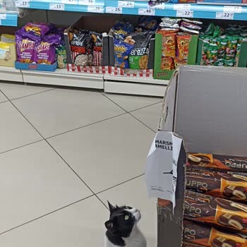 Market İçerisinde Kedi Bulunmasına Personelin Kayıtsız Kalması