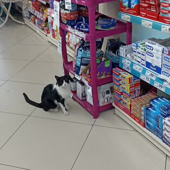 Market İçerisinde Kedi Bulunmasına Personelin Kayıtsız Kalması