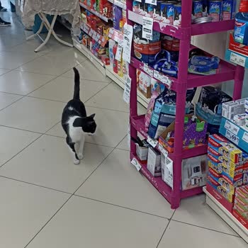 Market İçerisinde Kedi Bulunmasına Personelin Kayıtsız Kalması