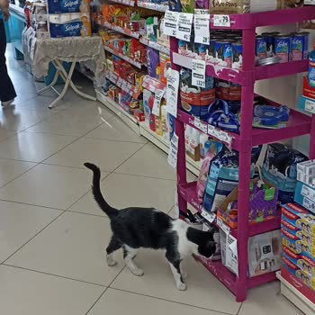 Market İçerisinde Kedi Bulunmasına Personelin Kayıtsız Kalması