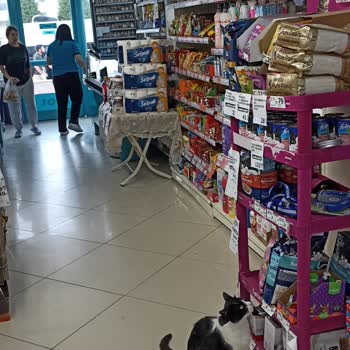 Market İçerisinde Kedi Bulunmasına Personelin Kayıtsız Kalması