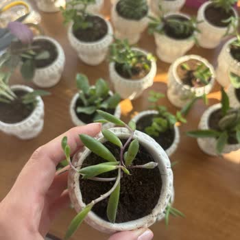 Nikah Öncesi Sukulent Siparişim Kırık Ve Alakasız Ürünlerle Teslim Edildi