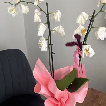 Gönderilen Solmuş Çiçek Ve Değişim Sorunu