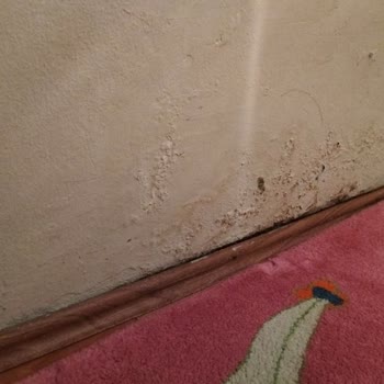 Aksigorta Eksper Ve İletişim Sorunları Nedeniyle Evdeki Hasarım Giderilemiyor