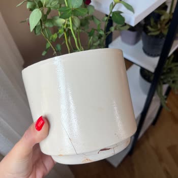 ÇiçekSepeti Kırık Ve Solmuş Vazolu Gül Siparişi, İlgisiz Müşteri Hizmeti