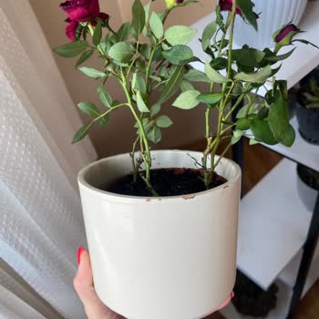 ÇiçekSepeti Kırık Ve Solmuş Vazolu Gül Siparişi, İlgisiz Müşteri Hizmeti