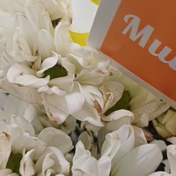 Çiçeksepeti Soluk Ve Açmamış Papatya Gönderdi Mağdur Oldum