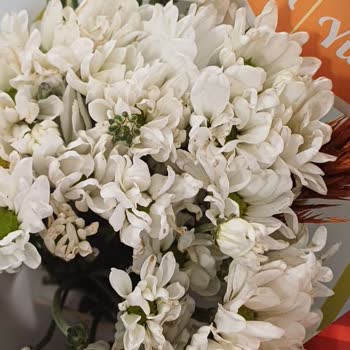 Çiçeksepeti Soluk Ve Açmamış Papatya Gönderdi Mağdur Oldum