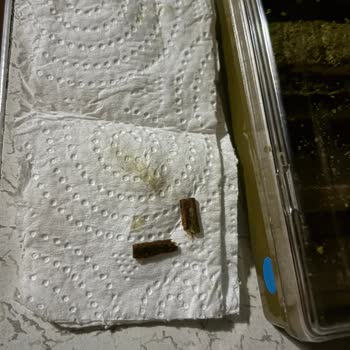 Lokumun İçinden Tahta Parçası Çıkması Ve Yetersiz Çözüm