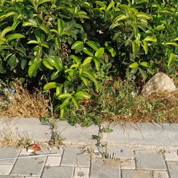 Adana Büyükşehir Belediyesi Sarıçam Market Önü Ve Park Alanı Sürekli Kirli!