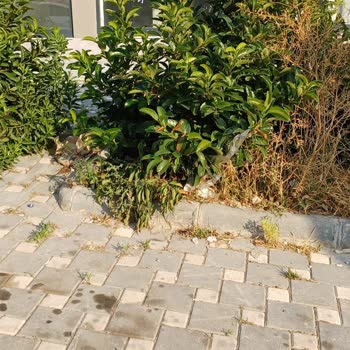 Adana Büyükşehir Belediyesi Sarıçam Market Önü Ve Park Alanı Sürekli Kirli!