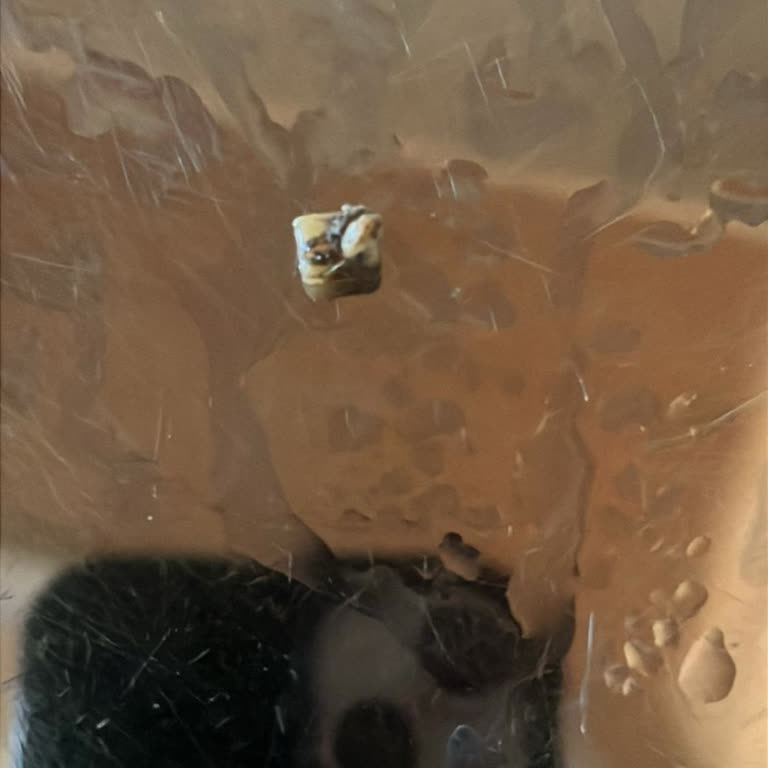 Çürümüş Makarna Satışıyla Sağlığımız Tehlikede