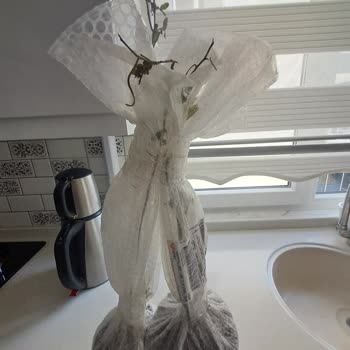 Satın Aldığım Fidanlar Kuru Ve Destek Alamıyorum