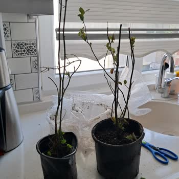 Satın Aldığım Fidanlar Kuru Ve Destek Alamıyorum