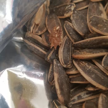 Aldığım Çekirdekten Çıkan Yabancı Madde Şok Etti