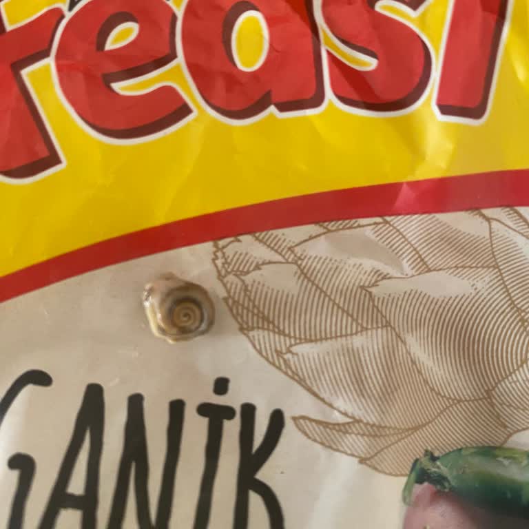 Feast Bezelyede Salyangoz Şoku Yaşadım