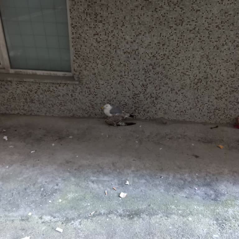 Yaralı Martıya Yardım İçin Kurumlar Çözüm Sunmuyor