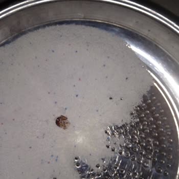 Bingo Aldığım Deterjanda Böcek Parçalarıyla Karşılaştım