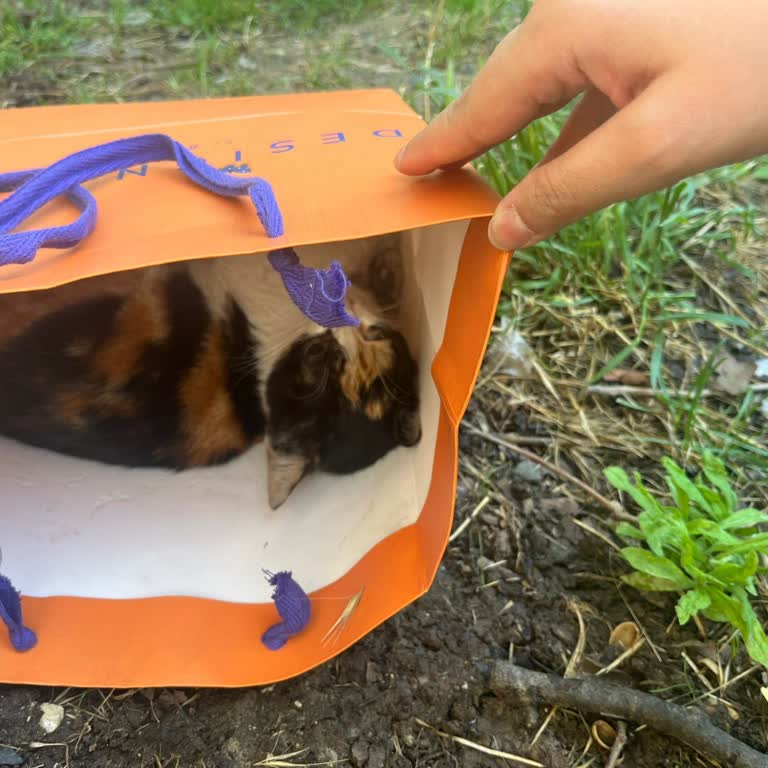 Yaralı Kedinin İhmali: Zamanında Müdahale Edilmedi, Hayvan Öldü