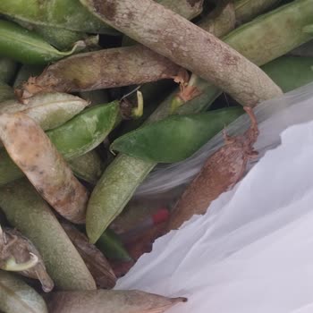 Migros Sanal Market'ten Çürük Bezelye Gönderildi, Mağdur Edildim