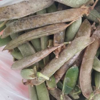 Migros Sanal Market'ten Çürük Bezelye Gönderildi, Mağdur Edildim