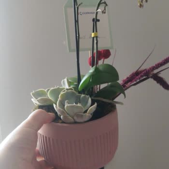 Sipariş Edilen Orkide İle Teslim Edilen Çiçek Arasındaki Büyük Fark