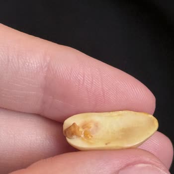 A101'den Aldığım Çerezya Yer Fıstığında Küf Sorunu Ve Sağlık Riski