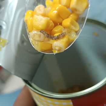 Konserve Mısırda Kurt Çıkmasıyla Yaşanan Sağlık Endişesi