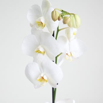 Siparişimde Solmuş Orkide Ve İlgisiz Müşteri Hizmeti Sorunu