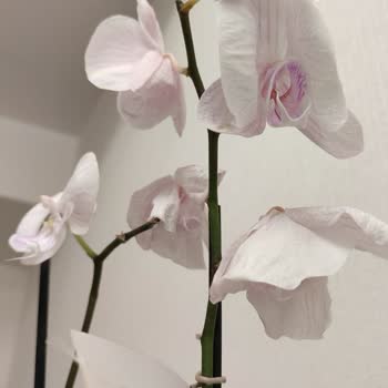 Siparişimde Solmuş Orkide Ve İlgisiz Müşteri Hizmeti Sorunu