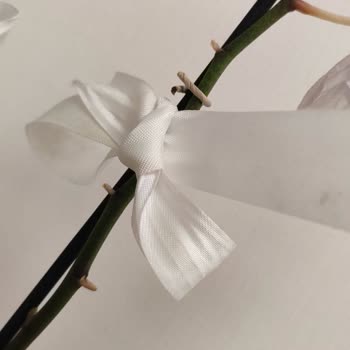 Siparişimde Solmuş Orkide Ve İlgisiz Müşteri Hizmeti Sorunu