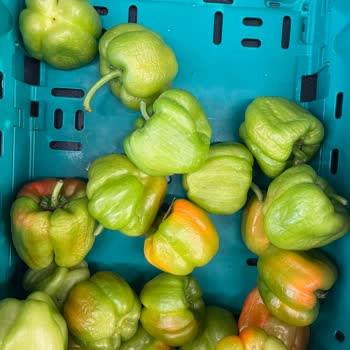 Şok Marketler Sebze Reyonunun Kötü Durumu Ve Personel İlgisizliği