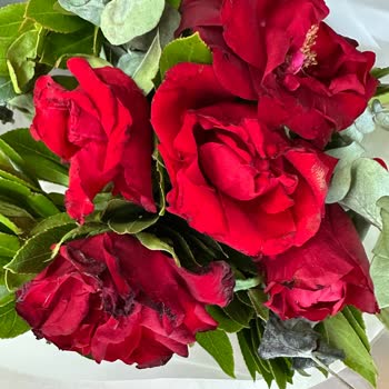 Solmuş Ve Hasarlı Güller Nedeniyle Hayal Kırıklığı Yaşadım