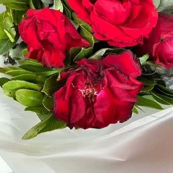 Solmuş Ve Hasarlı Güller Nedeniyle Hayal Kırıklığı Yaşadım