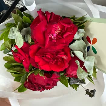 Solmuş Ve Hasarlı Güller Nedeniyle Hayal Kırıklığı Yaşadım