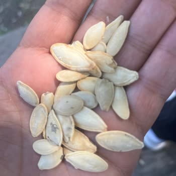 Kuruyemişin Kalitesi Ve Görünümü Hayal Kırıklığı Yarattı