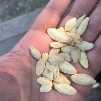 Kuruyemişin Kalitesi Ve Görünümü Hayal Kırıklığı Yarattı