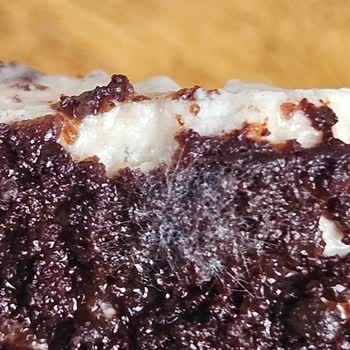 By Şekerci'den Aldığım Tiramisu Küflü Çıktı