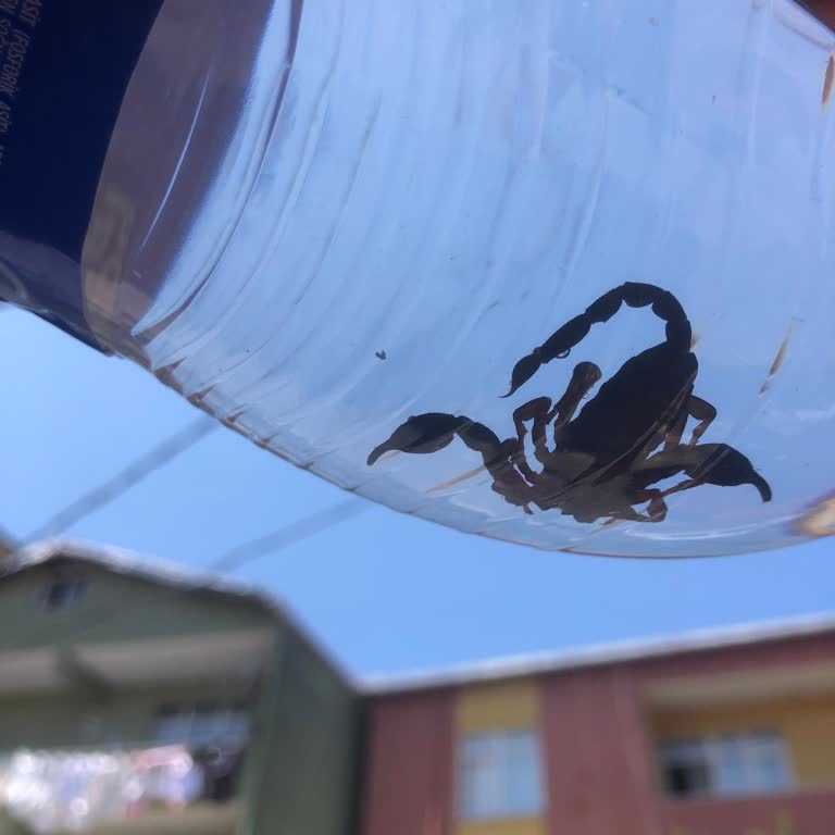 Akreple Karşılaştım, Belediyeden Çözüm Alamadım