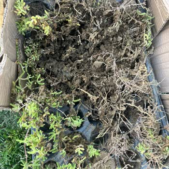 Bitkisatisi.com.tr Para İadesi İstiyorum!