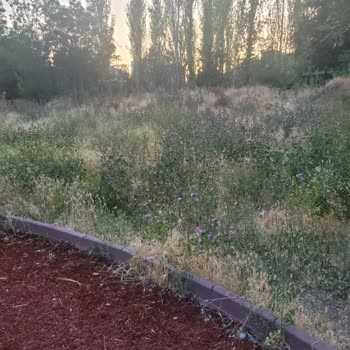 Parkta Aşırı Ot Ve Sinek Nedeniyle Keyif Alamıyoruz