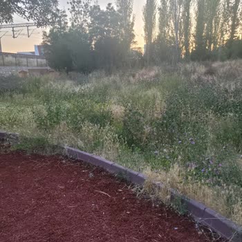 Parkta Aşırı Ot Ve Sinek Nedeniyle Keyif Alamıyoruz