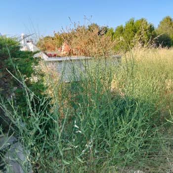 Çine Soğukoluk Mezarlığı Bakımsızlığına Tepki