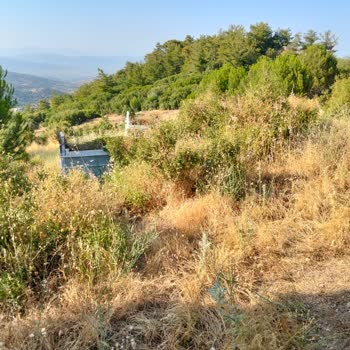 Çine Soğukoluk Mezarlığı Bakımsızlığına Tepki