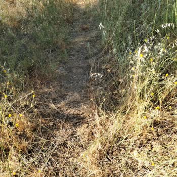 Çine Soğukoluk Mezarlığı Bakımsızlığına Tepki