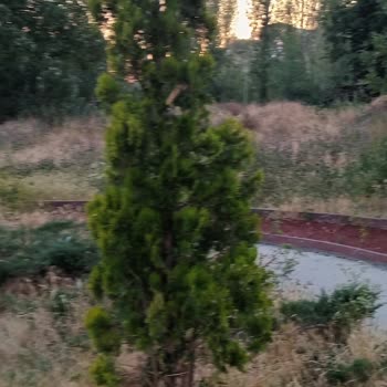 Kayas Pazar Altı Parkında Yetersiz Temizlik Ve İlaçlama Sorunu