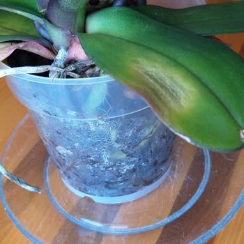 Anneler Günü'nde Eski Ve Solmuş Orkide Gönderildi, İade Süreci Tamamlanmadı