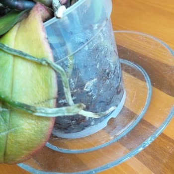 Anneler Günü'nde Eski Ve Solmuş Orkide Gönderildi, İade Süreci Tamamlanmadı