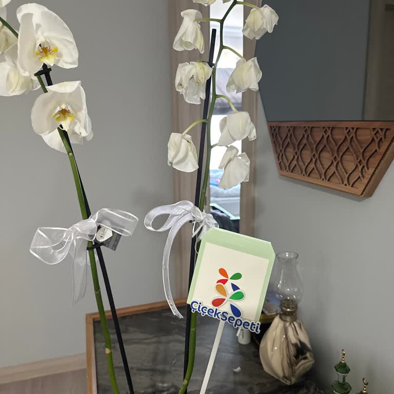 Çiçek Sepeti Siparişim Solmuş Ve Erken Teslim Edildi Müşteri Desteği Yok